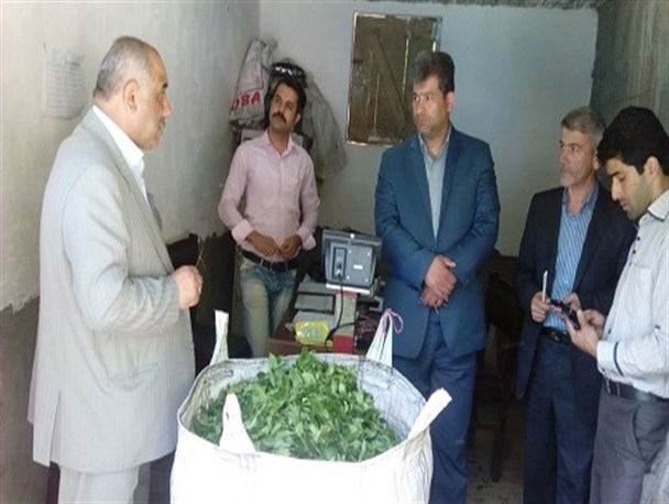 برداشت بیش از ۶۱۳ تن برگ سبز چای در بخش احمدسرگوراب
