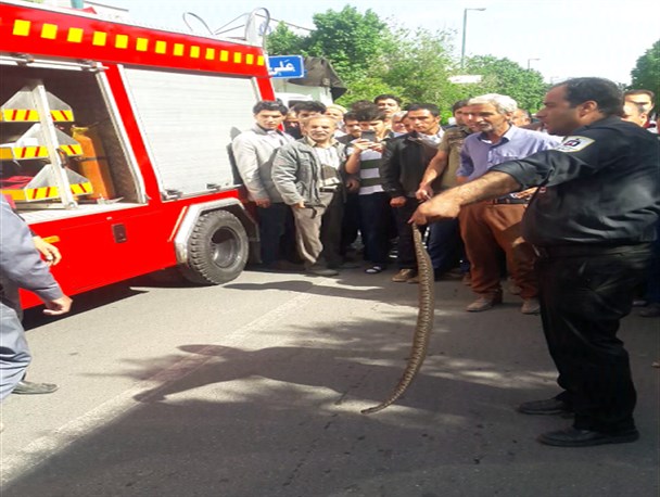 ماری مهمان خیابان های  آذرشهر شد