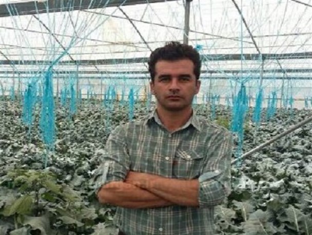 کشاورز نی ریزی موفق به برداشت کلم بروکلی ارگانیک برای اولین بار شد