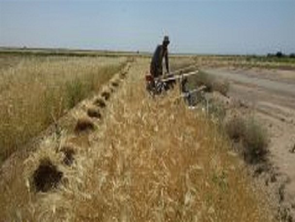 برداشت جو در سطح ۹۰۰ هکتار از مزارع شهرستان نطنز آغاز شده است