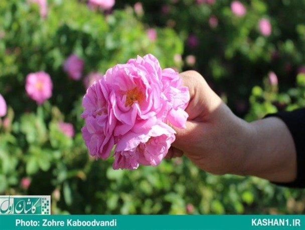 آخرین شکوفه‌های گل محمدی در نیاسر کاشان/ تصاویر