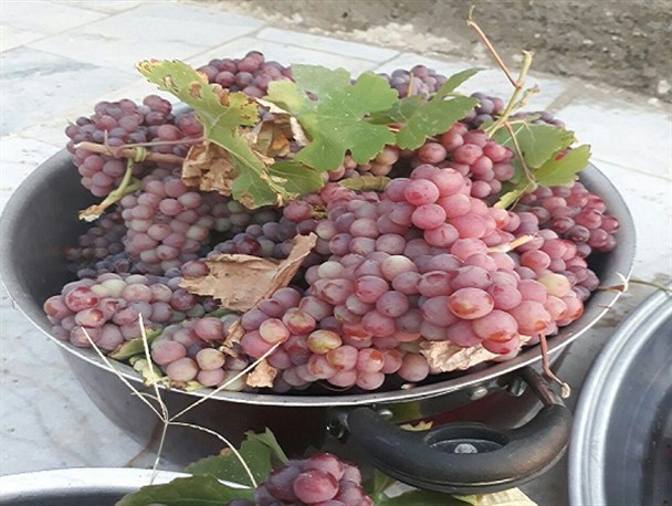 برداشت ۵۰ کیلوگرم انگور یاقوتی از حیاط منزل یک شهروند