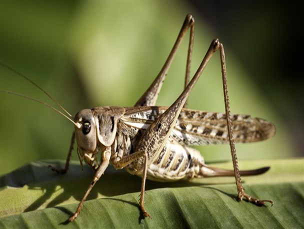 آغاز مبارزه با آفت ملخ در مراتع مانه و سملقان