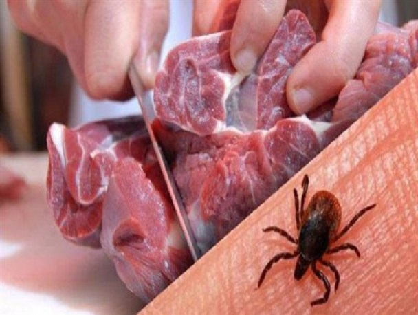عبور گوشت از «پیش سرد»، یکی از راه های مهم در پیشگیری از تب کریمه کنگو است