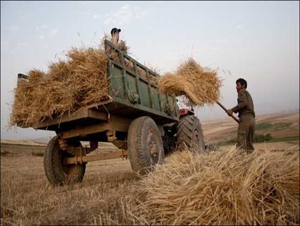 پیش بینی برداشت 100 هزار تنی غلات در شهرستان رزن/آمادگی 15 مرکز خرید برای خرید محصولات کشاورزان رزنی