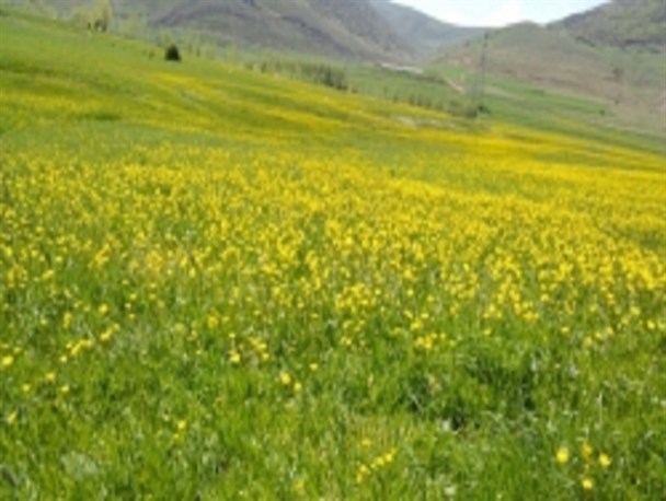 طبیعت تابستانی روستای مجره خلخال