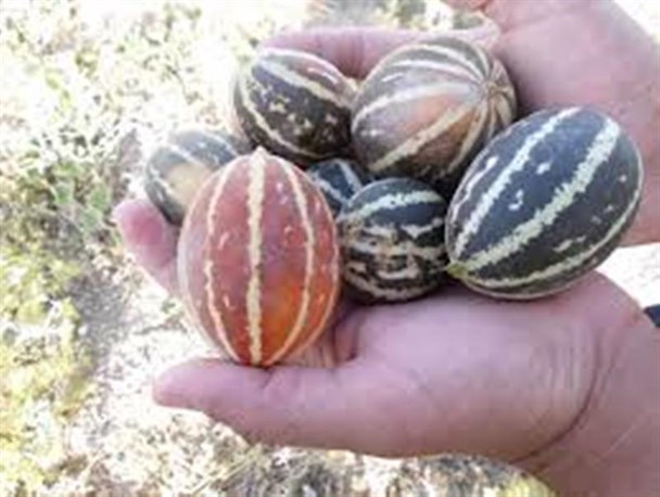 کاشت دستنبو در ملکشاهی