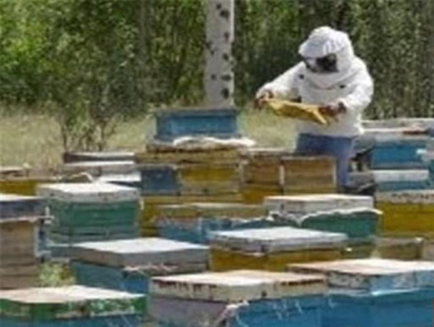 آغاز مهاجرت زنبورداران شمال آذربایجان غربی به ییلاقات چالدران