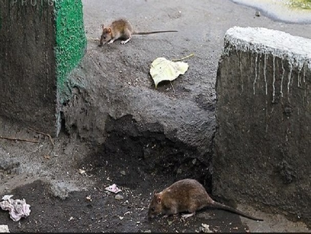 موش‌ها مهمان ناخوانده و چندین ساله جوی های شهر 8 هزار ساله ری