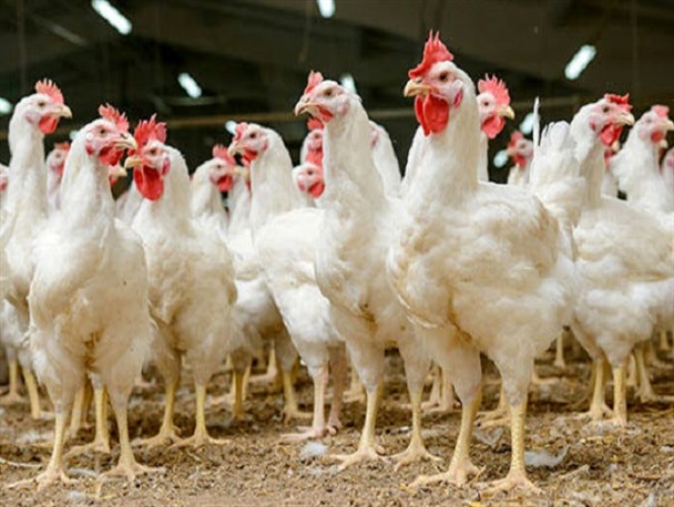 ۱۱ پرونده عرضه مرغ خارج از شبکه توزیع در رشتخوار تشکیل شد