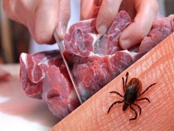 تب کریمه کنگو منجر به نارسایی کبدی و مرگ می شود/ ضرورت تهیه گوشت از مراکز تحت نظارت دامپزشکی