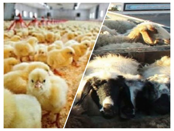 مقرر شده صادرات دام زنده آزاد شود/کاهش ۲۰ درصدی جوجه ریزی در استان