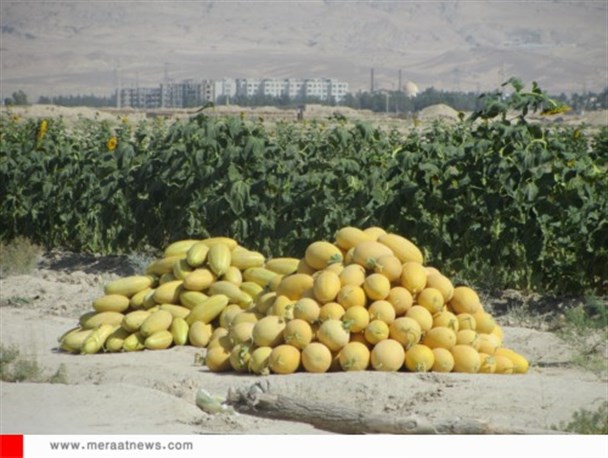 «سرخه» را با خربزه هایش بهتر بشناسیم
