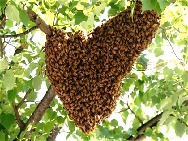 کندوی عسل طبیعی آفت جان جنگلهای شهرستان دوره چگنی