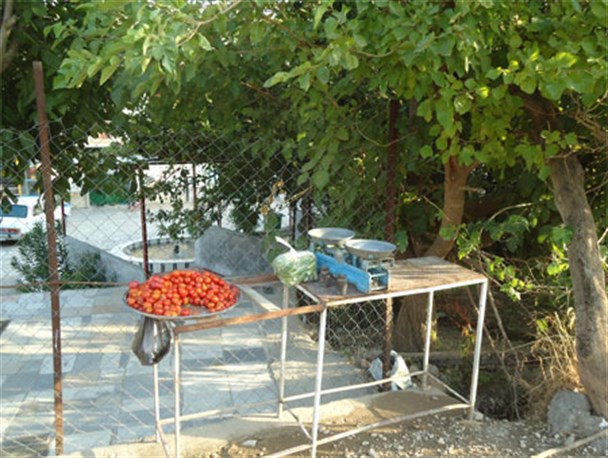 جالیزداری در روستاهای جوانرود + تصاویر