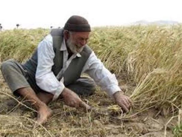 دلیل تاخیر در پرداخت غرامت کشاورزان بدهی دولت به صندوق بیمه کشاورزی است