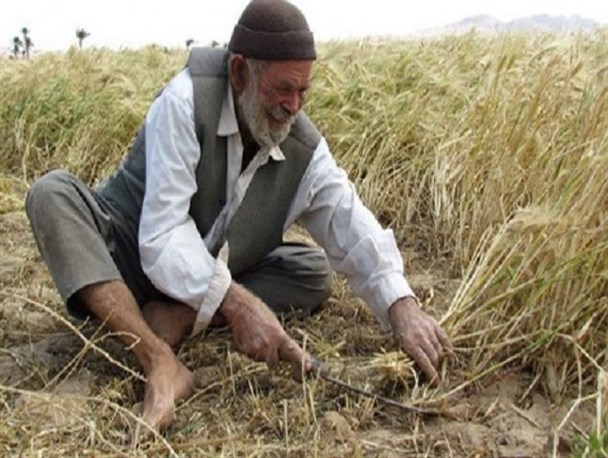 نابودی محصولات کشاورزی "سیستان" در اثر خشکسالی/ یارانه تنها منبع درآمد کشاورزان/ خسارت گندمکاران پرداخت نشد