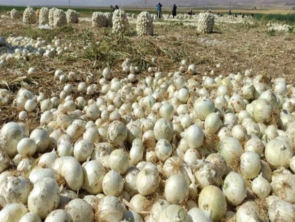 مرغوبیت پیاز کشت‌شده در چهارمحال و بختیاری به نسبت دیگر استان‌های کشور