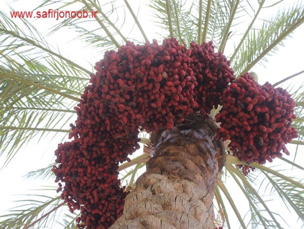 برداشت خرما از نخلستان های عنبرآباد/تصاویر