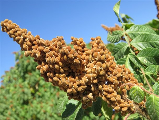 تولید مرغوبترین سماق در سردشت + تصاویر