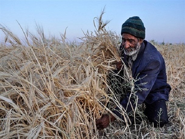 عذر بدتر از گناه بانک‌ها در قبال خرید تضمینی گندم