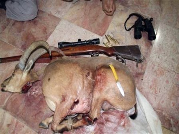 کشف و ضبط سلاح شکاری غیرمجاز و گوشت شکار در شهرستان گرمه