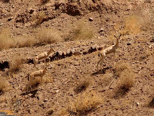 مصوبه مجلس برای واگذاری معادن در مناطق حفاظت شده نگران‌کننده است/ تلف شدن سالانه بیش از سه هزار موجود زنده در جاده‌های یزد