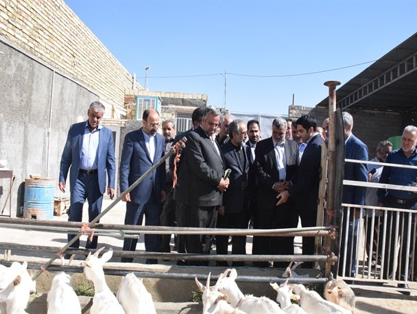 وزیر جهاد کشاورزی از مرکز موفق پرورش بز سانن در میبد بازدید کرد