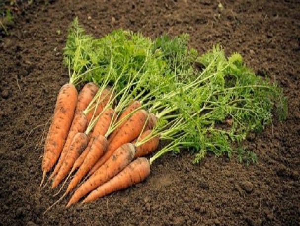 هویج گران تر از موز و آب هویج گران تر از چلوکباب!