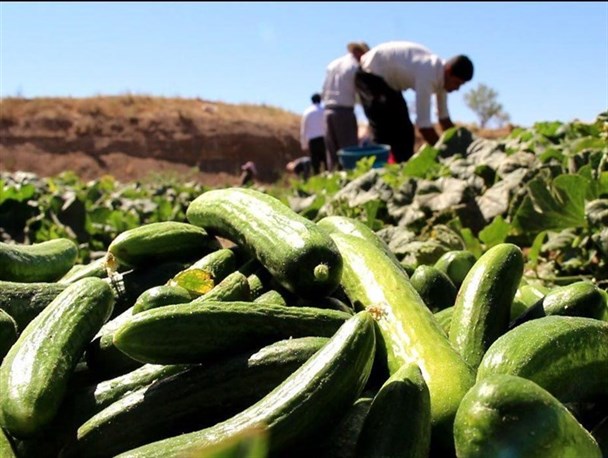 کشاورزان از افت شدید قیمت محصول خیار اظهار نگرانی کردند/ خرید تضمینی؛ قطع دست دلالان و امید کشاورزان