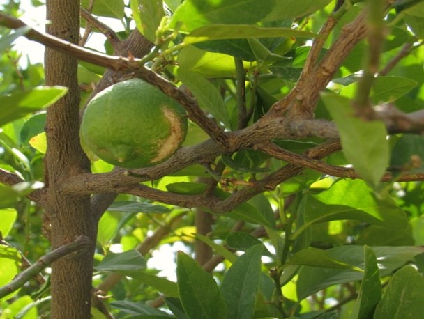 خسارت سنگین بادهای تابستانی به باغات مرکبات در لنده+تصاویر