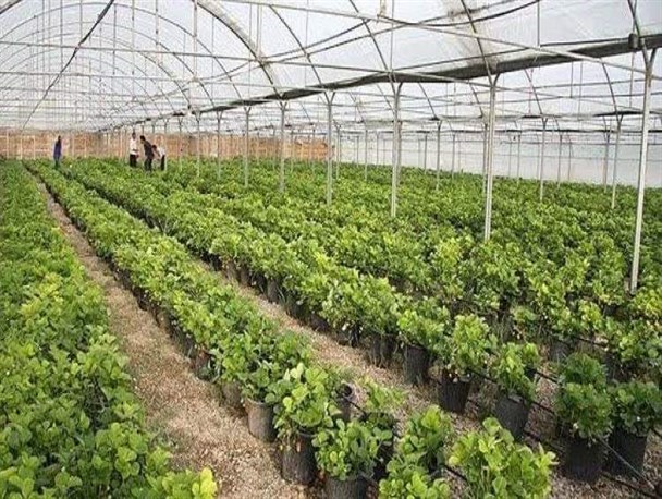 توسعه کشت‌های گلخانه‌ای شهرستان سامان در دستور کار است