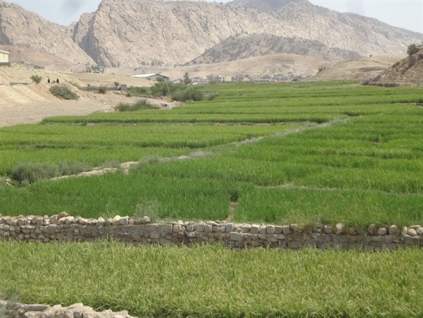 شالیزار های برنج در شهرستان لنده+عکس