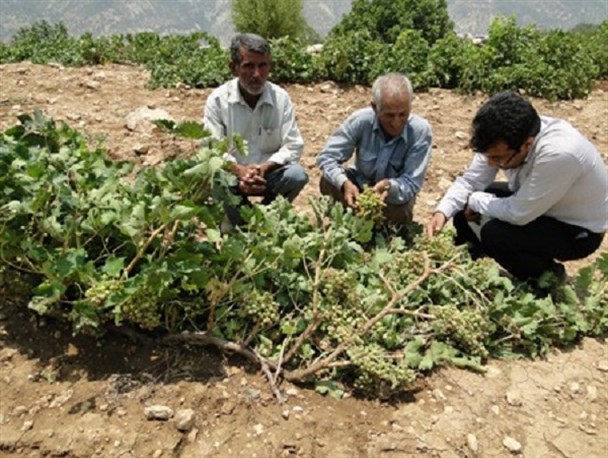 بارش باران باعث خسارت به باغداران انگور در بوانات شد