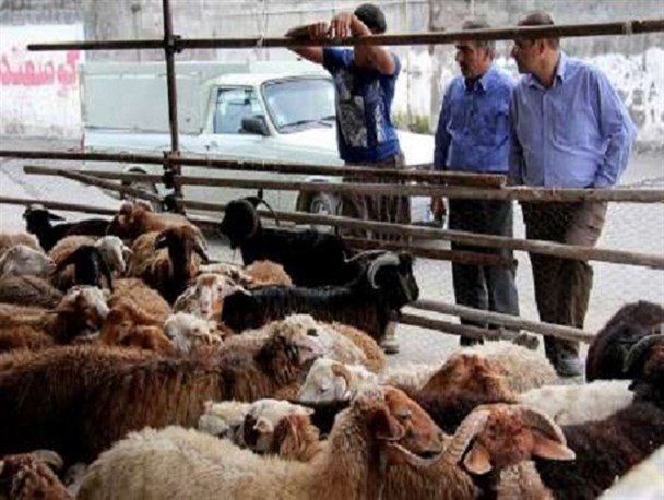 بازرسی تیم دامپزشکی خرامه بر کشتار دام در روز عید قربان