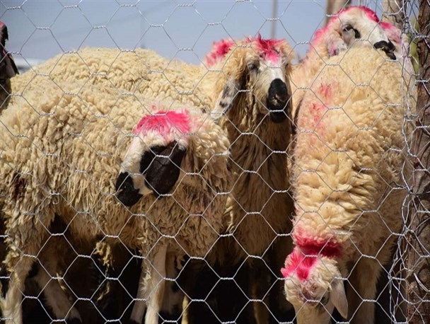 بیش از ۶۰۰۰ رأس دام سبک در سال زراعی قبل خسارت دیدند/ بیشترین خسارت مربوط به نهبندان