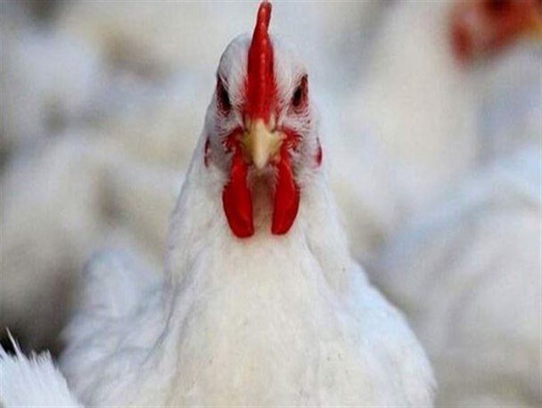 دلیل کمبود مرغ در یزد خروج مرغ از استان است/ بدهی۲۰ میلیاردتومانی شرکت پشتیبانی امور دام به مرغ داران یزدی