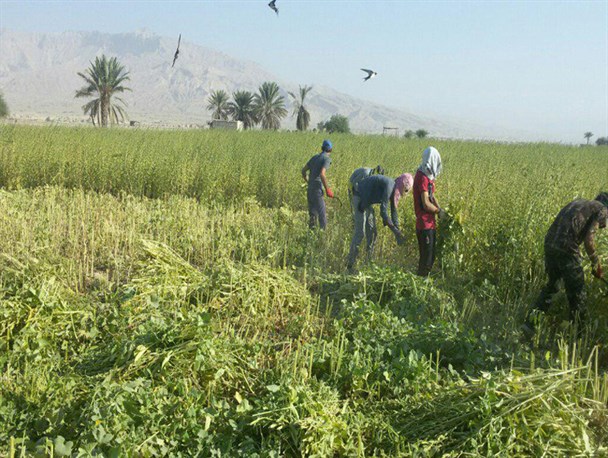آغاز برداشت کنجد از مزارع بخش دهرم فراشبند