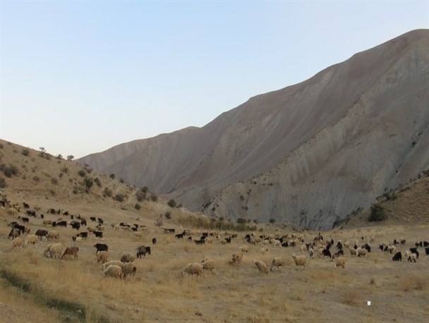 ۲۰۰ پرونده قضایی چرای غیرمجاز دام توسط اداره منابع طبیعی فریدونشهر تشکیل شد