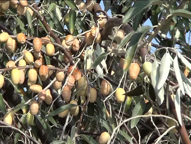 برداشت سنجد از مزارع شاهرود آغاز شد