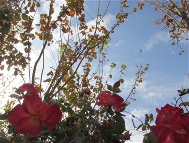 رخ نمایی گل و سبزه در پاییز ساوه