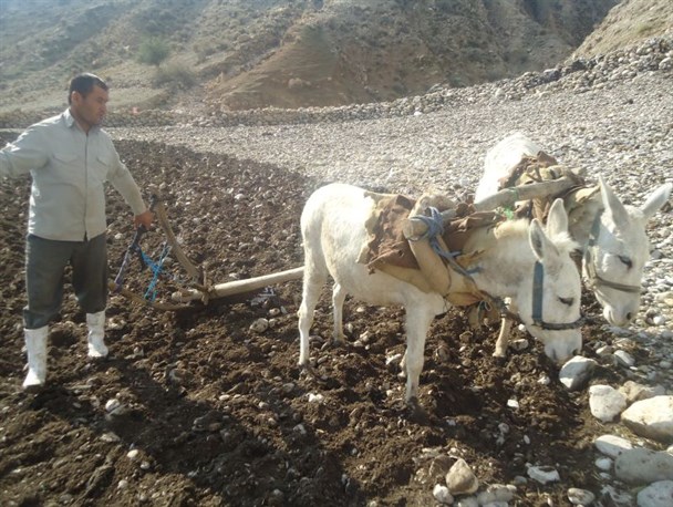 زیبایی های فصل شخم در شهرستان لنده+تصاویر