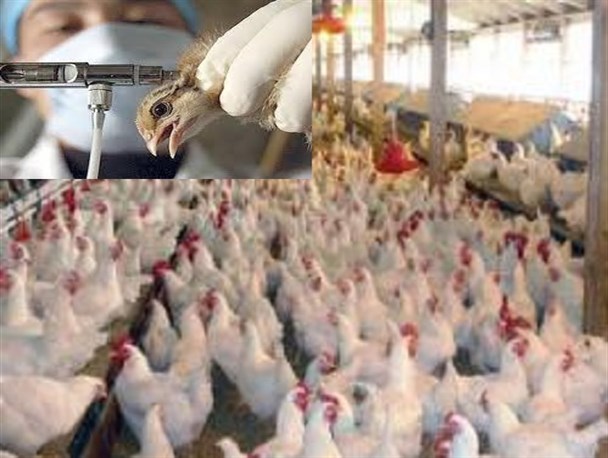 اجرای طرح واکسیناسیون طیور بومی و روستایی/ 10 هزار طیور واکسینه می شوند