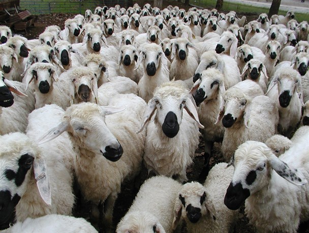 پیشگیری از بروز بیماری در گله‌های پرورشی دام و طیور با افزایش سرما