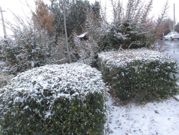 فراهان سفید پوش شد/بارش برف ادامه دارد