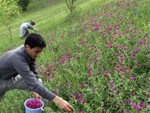 کشت گیاهان دارویی برای اولین بار در هرمزگان/ اشتغالزایی ۳۰۰ نفر در این طرح
