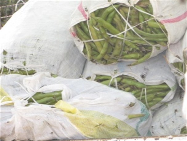 مشکل عمده باقلا کاران طارمی عدم وجود ارقام اصلاح شده است