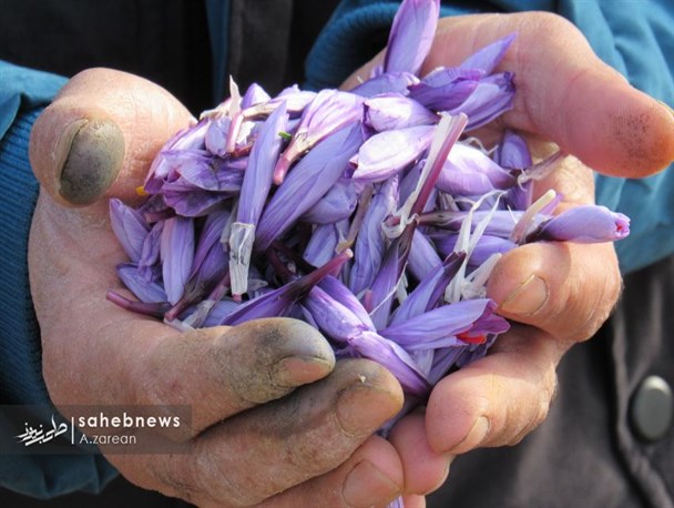 ۳۰ هکتار زمین زیر کشت زعفران، نتیجه تلاش های بسیج سازندگی در برخوار/ برخوار زمینه خوبی برای کشت زعفران مرغوب دارد