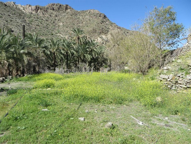 جاذبه های گردشگری چهارده روستای بشاگرد+ تصاویر