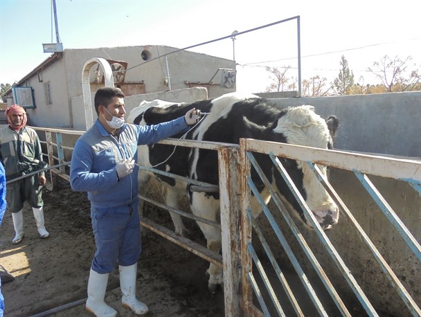 آغاز طرح جامع واکسیناسیون دامهای سنگین باخرز علیه بیماری آبله